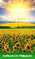 Sunflower Live Wallpapers โปสเตอร์