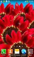 Sunflower Live Wallpapers اسکرین شاٹ 3