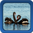 Cisne Live Wallpapers icono