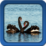 Swan Live Wallpapers Zeichen