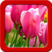 Tulipany Tapety na żywo
