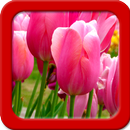 Tulipanes Live Wallpapers APK