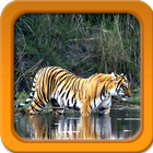 Tiger Live Wallpapers icon