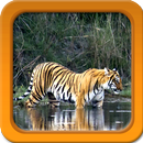 Tiger Tapety na żywo aplikacja