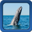 ”Whale Live Wallpapers  - Free Live Wallpapers