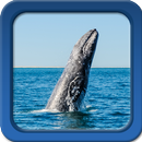 Whale Live Wallpapers - gratis live achtergronden-APK