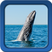 Wieloryb Tapety na żywo - darmowe tapety na żywo