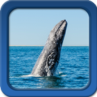 Whale Live Wallpapers-icoon