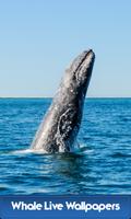 Whale Live Wallpapers پوسٹر