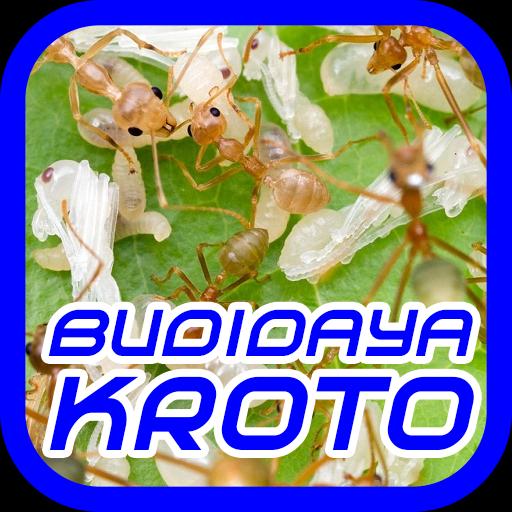 Cara Budidaya Kroto For Android Apk Download