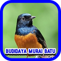 Cara Budidaya Murai Batu
