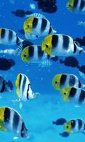 Fish Wallpaper HD Free imagem de tela 3