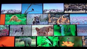 Video Wall for Google TV poster