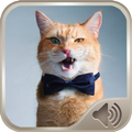 Cat Sounds