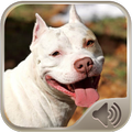 Barking Dog Sounds