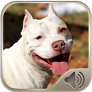 Barking Dog Sounds APK