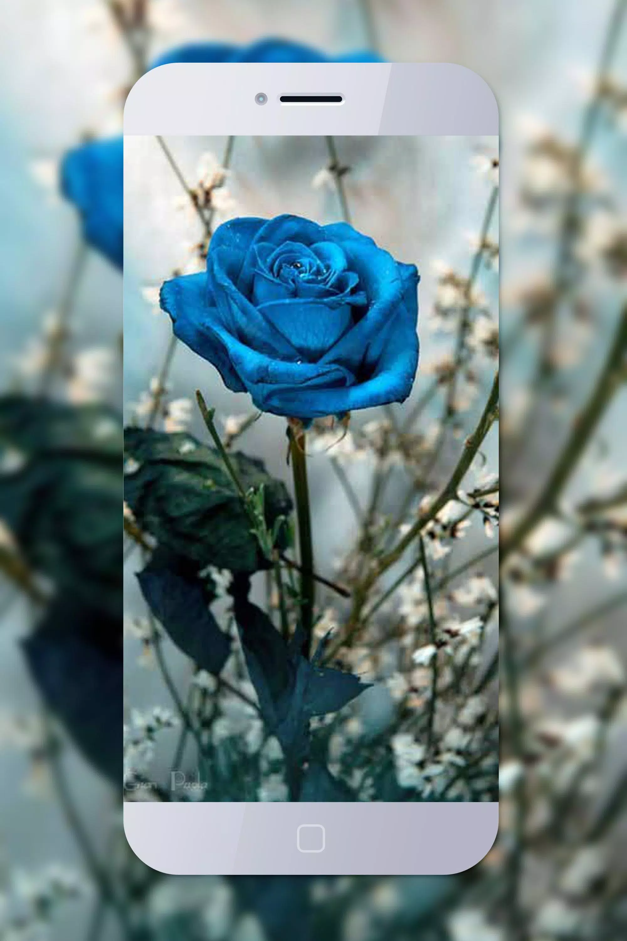 Blue Roses Wallpaper HD APK pour Android Télécharger Blue Roses Wallpaper HD APK pour Android Télécharger
