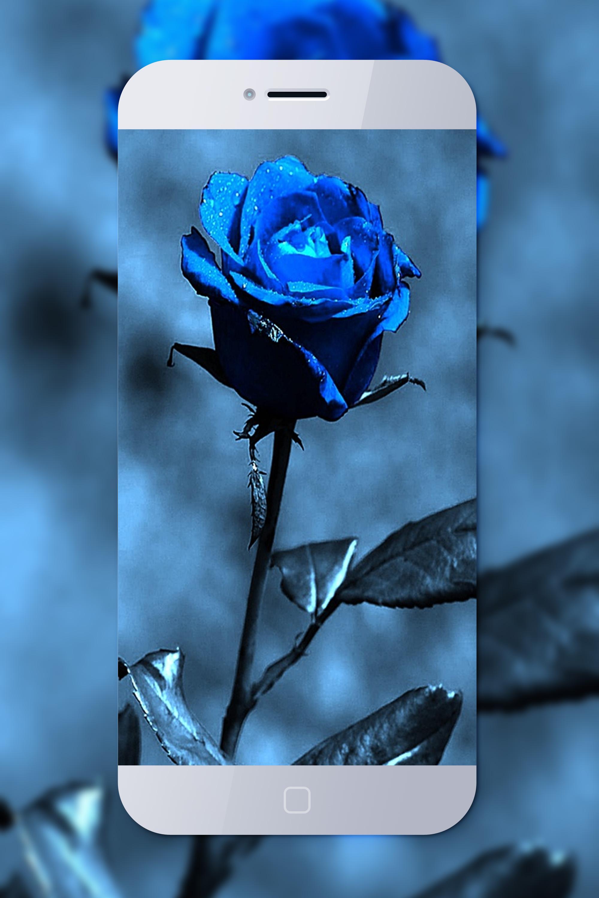 Featured image of post Blue Rose Wallpaper For Laptop : Over 40,000+ cool wallpapers to choose from.