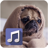 My photo music player