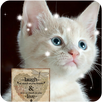 My photo Snow  music player APK