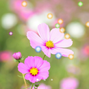 MusicPlayer Star LiveWallpaper APK