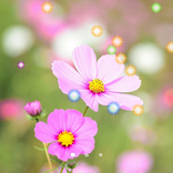 MusicPlayer Star LiveWallpaper