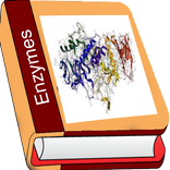 Enzyme
