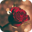 AppLock Theme Red Rose