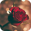 AppLock Theme Red Rose APK