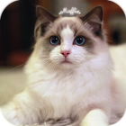 AppLock Theme Cat আইকন