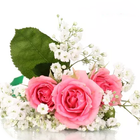 AppLock Theme  Pink Rose 图标