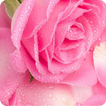 AppLock Theme Pink Rose