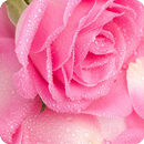 AppLock Theme Pink Rose APK