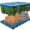Epidermal Cell Tissue 3D APK