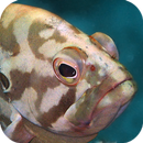 香港魚類 APK