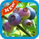 Ericaceae Wallpaper APK