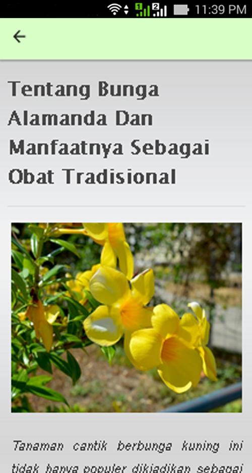 Fantastis 15+ Gambar Dan Ciri Ciri Bunga Alamanda - Gambar ...