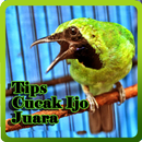 Tips Cucak Ijo Juara APK