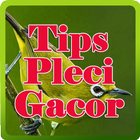 Tips Pleci Gacor icône