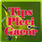 Tips Pleci Gacor আইকন