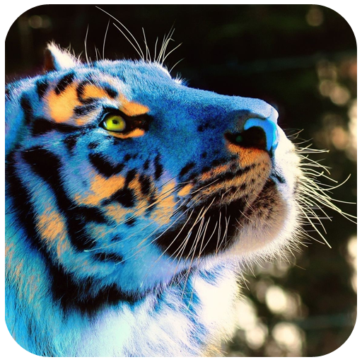 Tiger Wallpaper 4k - Best Cool Tiger Wallpapers