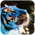 TIGER Wallpaper