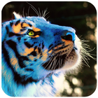 Tiger Wallpaper 4k - Best Cool Tiger Wallpapers アイコン