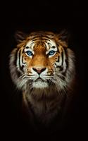Tiger Wallpaper 4k - Best Cool Tiger Wallpapers Affiche