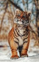 Tiger Wallpaper 4k - Best Cool Tiger Wallpapers スクリーンショット 1