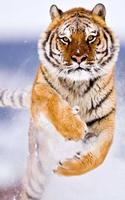 Tiger Wallpaper 4k - Best Cool Tiger Wallpapers スクリーンショット 2