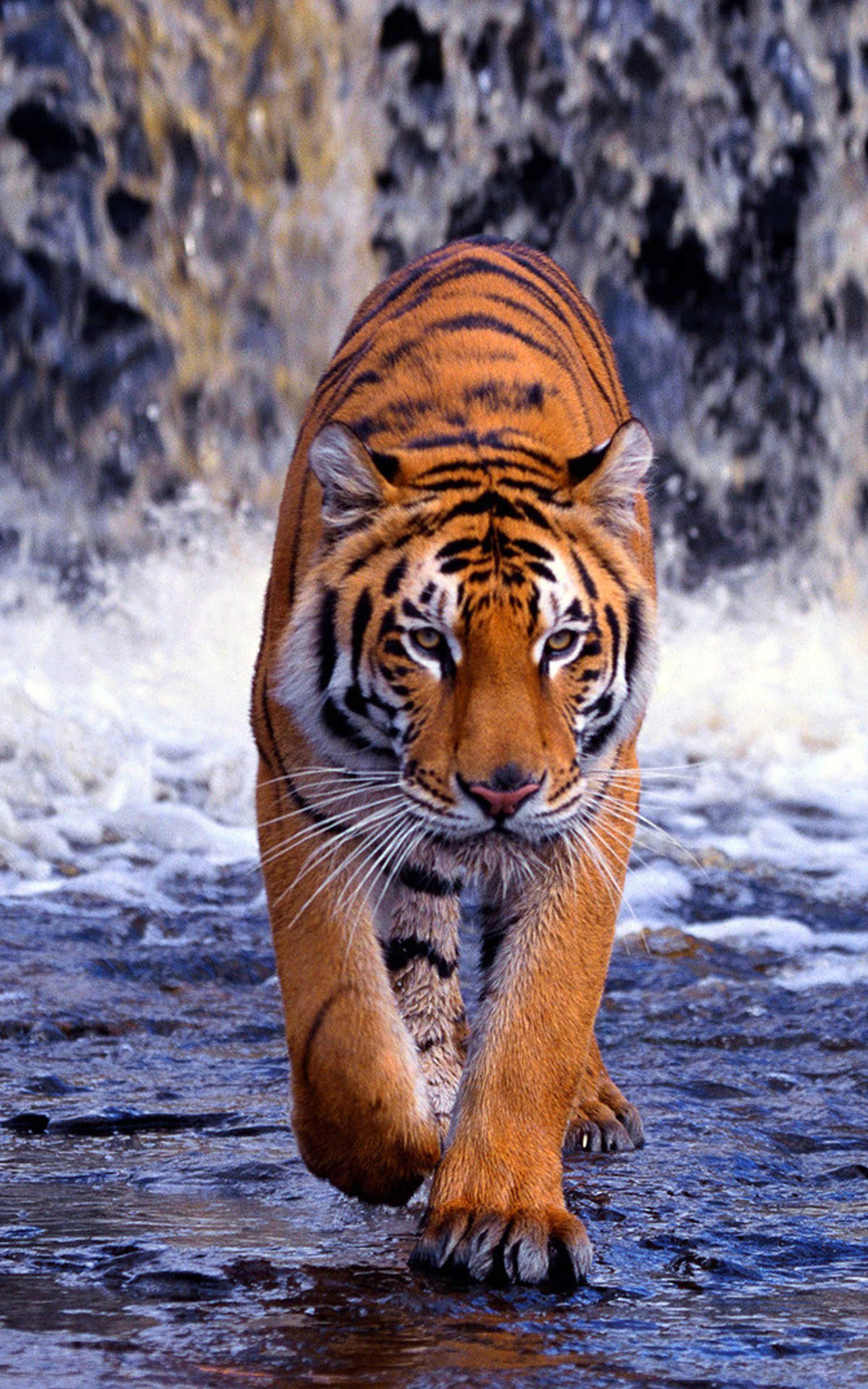 Featured image of post Tiger Wallpaer / Collection of high quality tiger hd wallpapers.