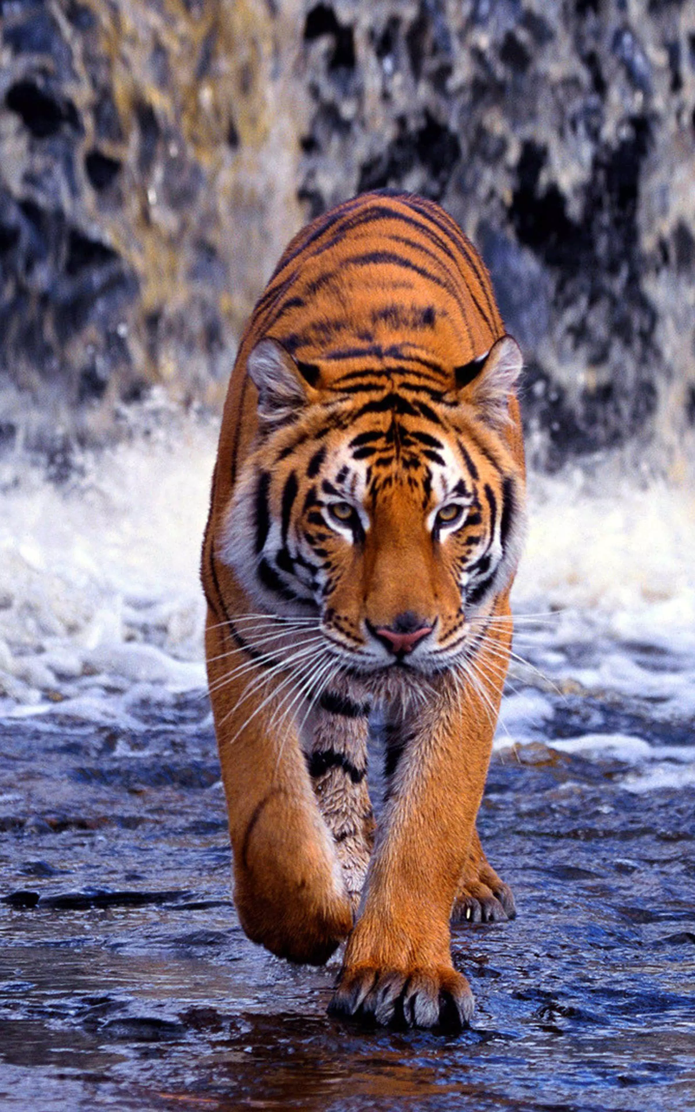 Tiger Wallpaper 4k - Best Cool Tiger Wallpapers APK for Android Download