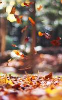 Autumn Wallpapers - Best Autumn wallpaper 스크린샷 2