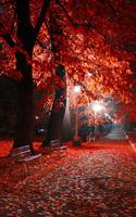 برنامه‌نما Autumn Wallpapers - Best Autumn wallpaper عکس از صفحه